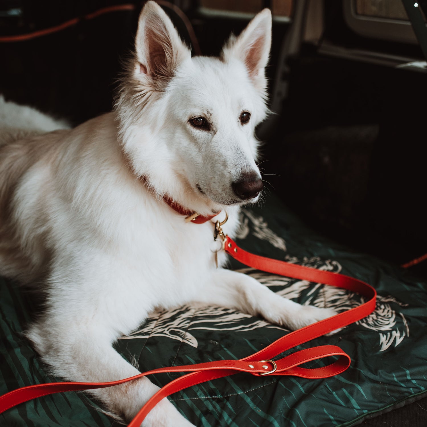 Dog Collars & Leashes