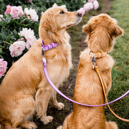 Melody Dog Leash