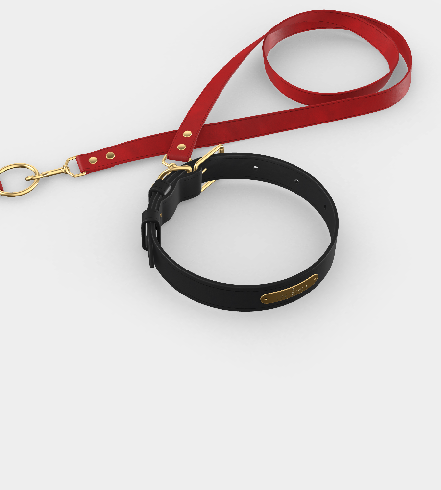 Custom Tempo Dog Collar + Leash